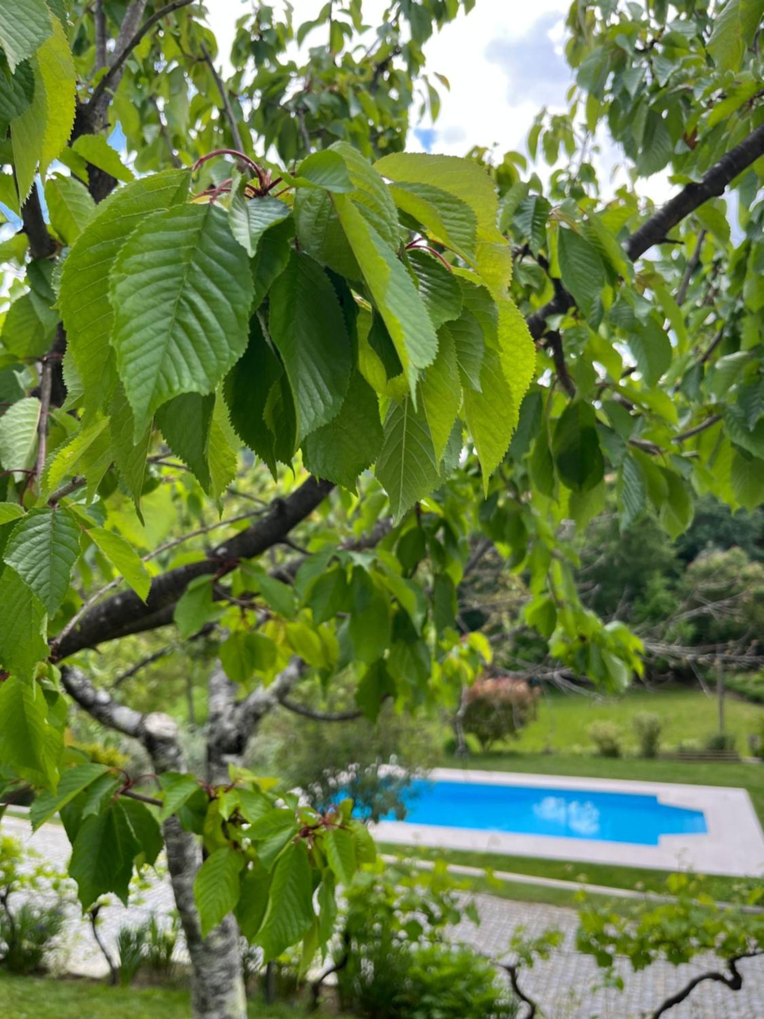 塞亚 Casa Da Ribeira Do Cirio旅馆 外观 照片